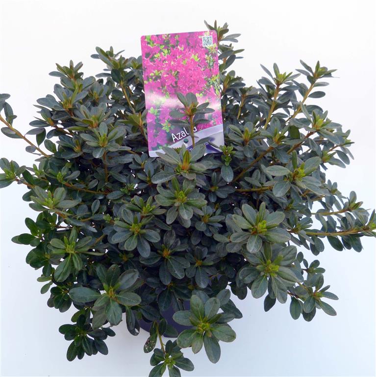 Rhododendron (AJ) &