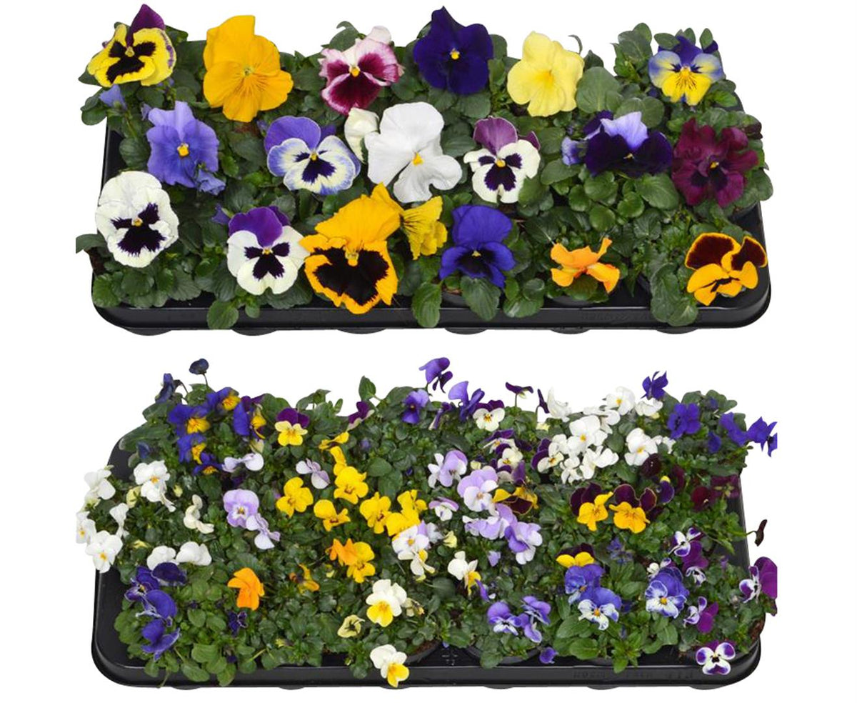 Viola F1 i sorter 9 cm kruka