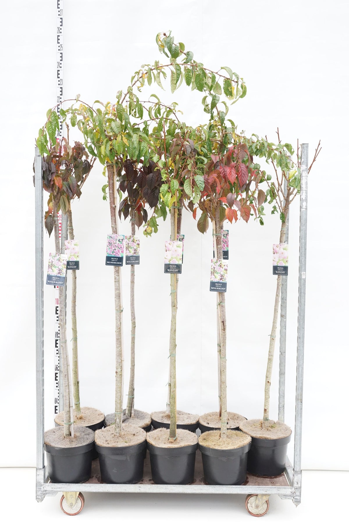 Prunus i sorter, mix stamträd