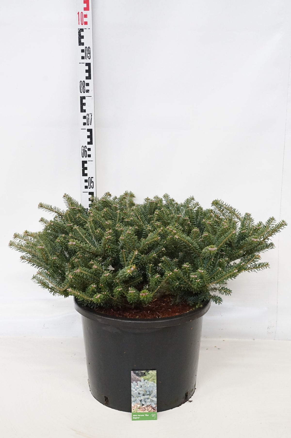 Abies koreana &