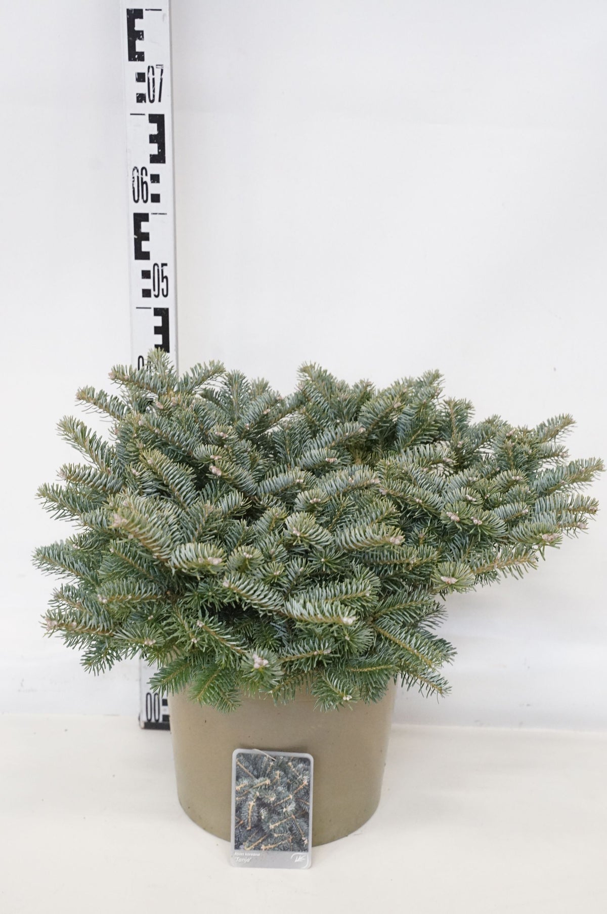Abies koreana &