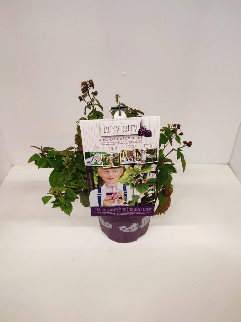 Rubus &