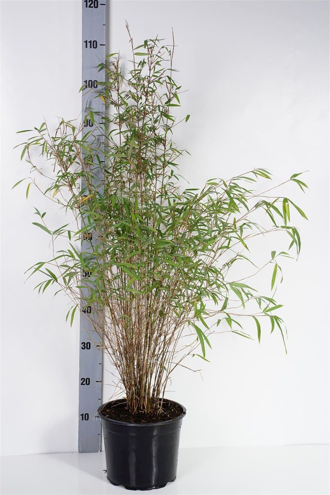 Fargesia angustissima 80-100 cm, C5 (5 liters kruka)