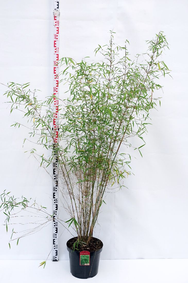 Fargesia angustissima &