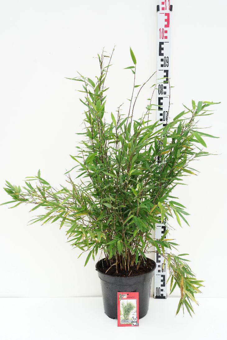 Fargesia nitida &