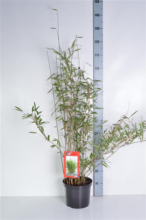 Fargesia nitida &