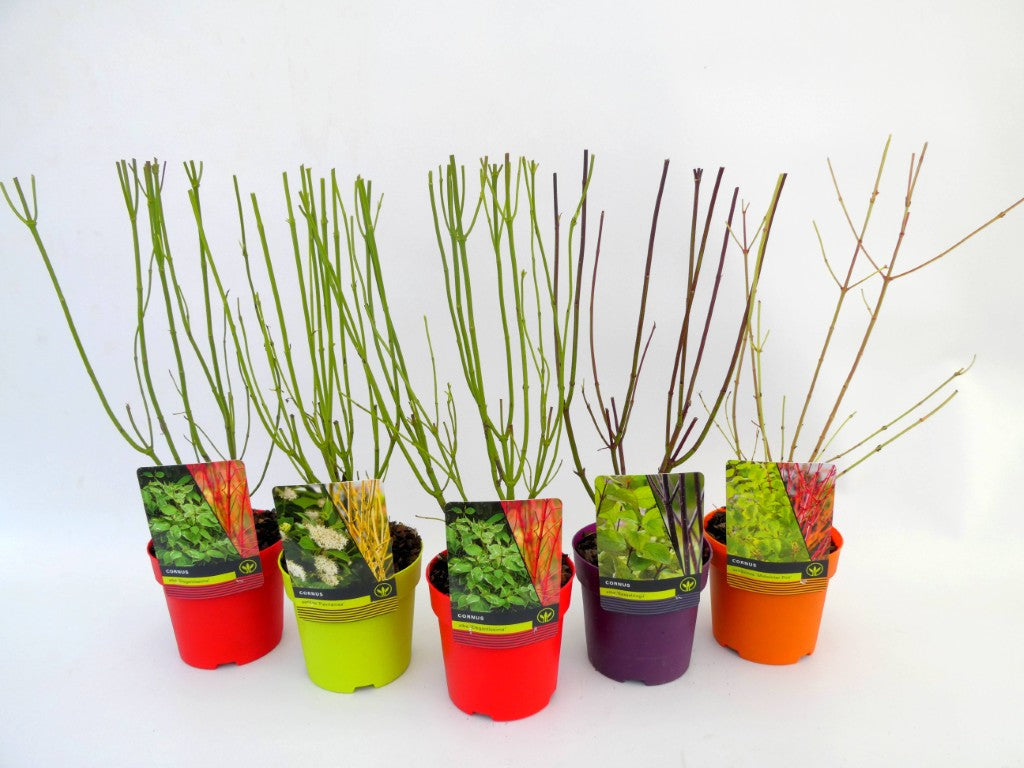 Cornus i sorter C1,5 (1,5 liters kruka) / 14 cm kruka 30-40 cm