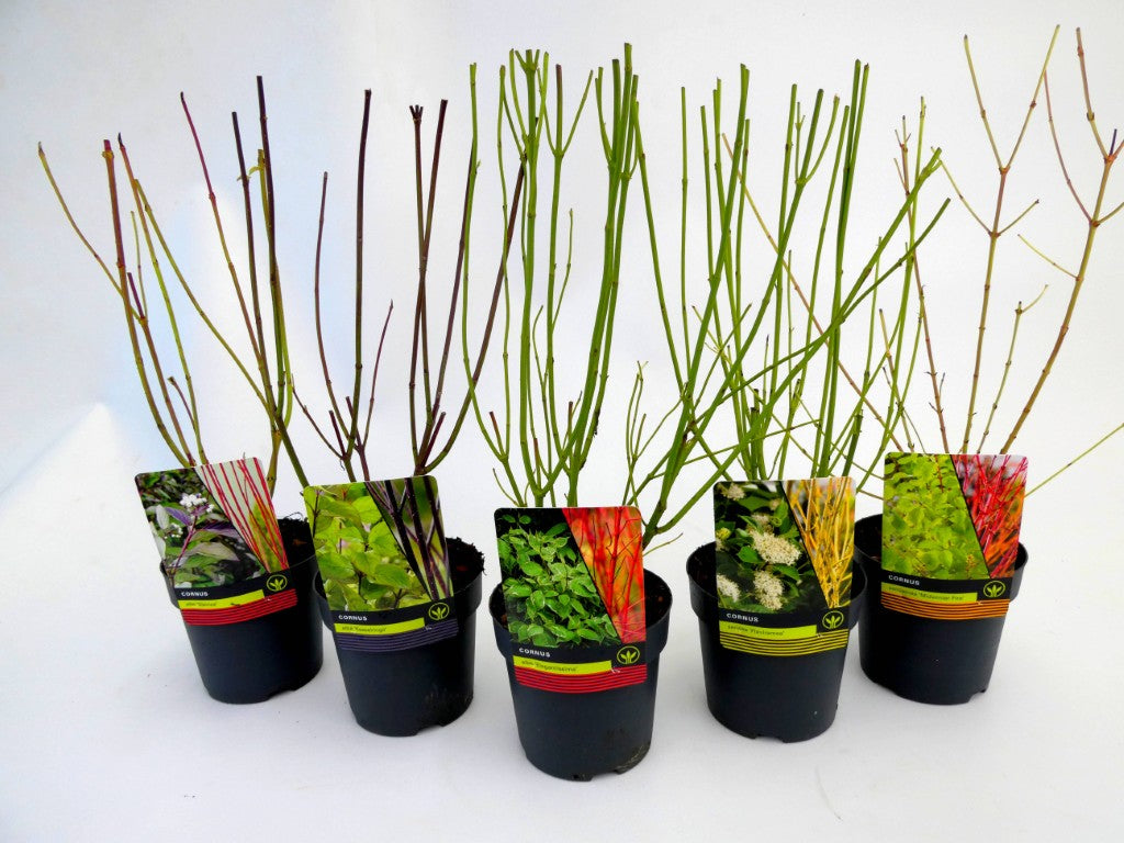 Cornus i sorter C1,5 (1,5 liters kruka) / 14 cm kruka 30-40 cm