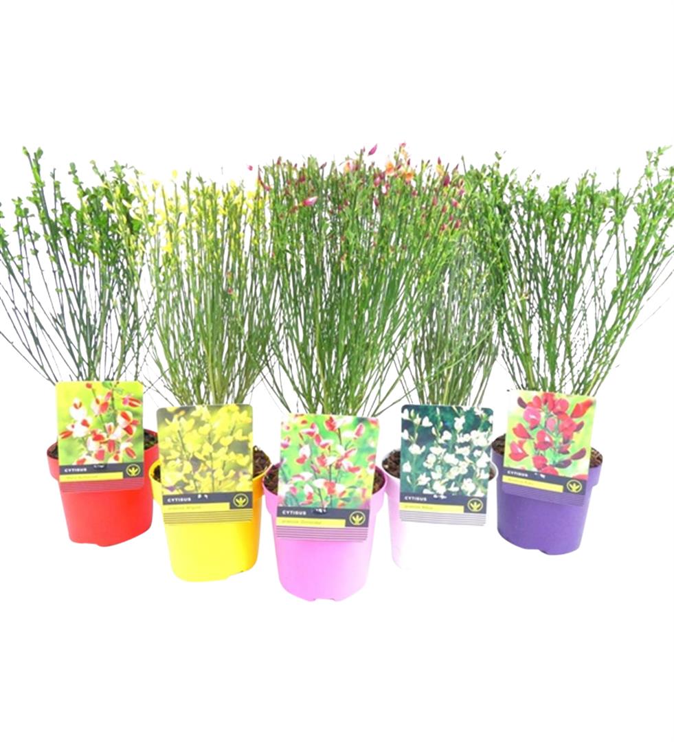 Mix CC Hydrangea / Cytisus C1,5 (1,5 liters kruka) 30-40 cm DECO