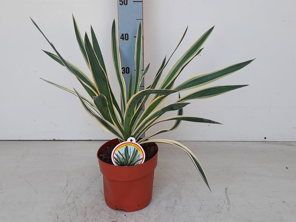 Yucca gloriosa &