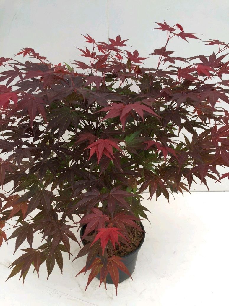 Acer palmatum &