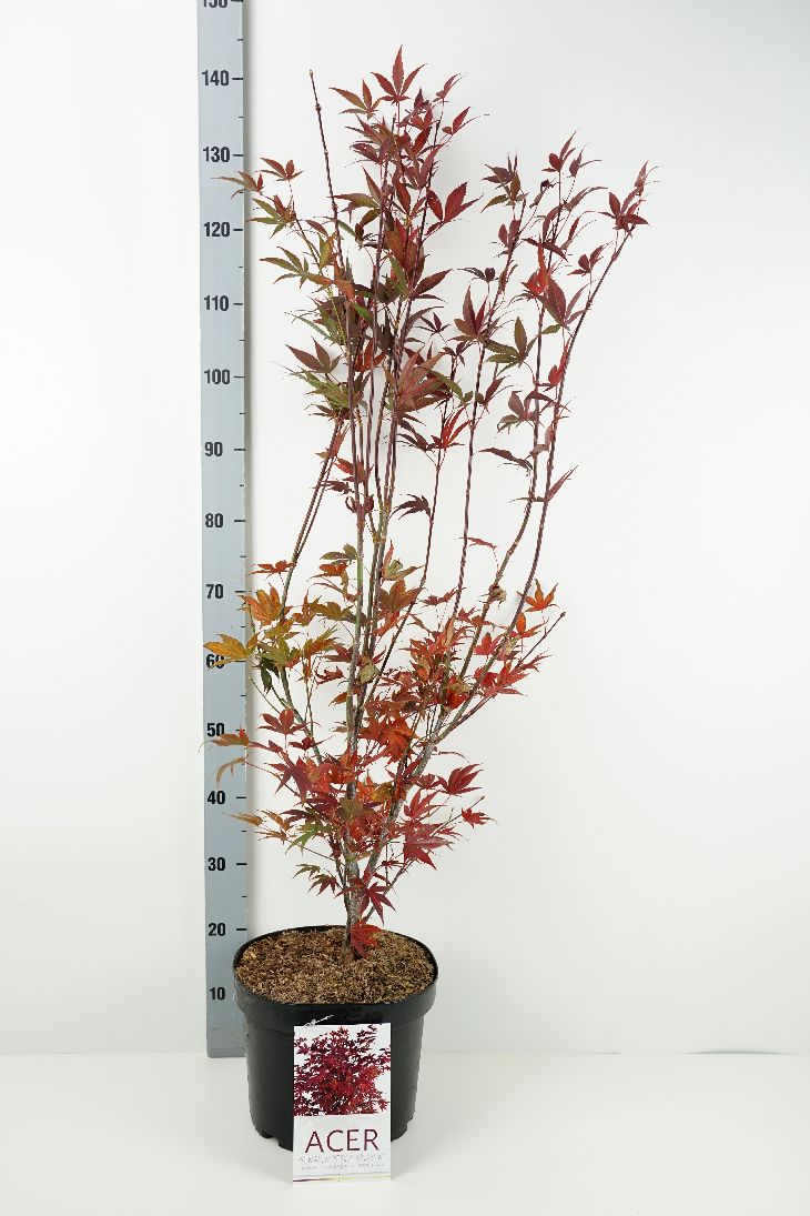 Acer pal. &