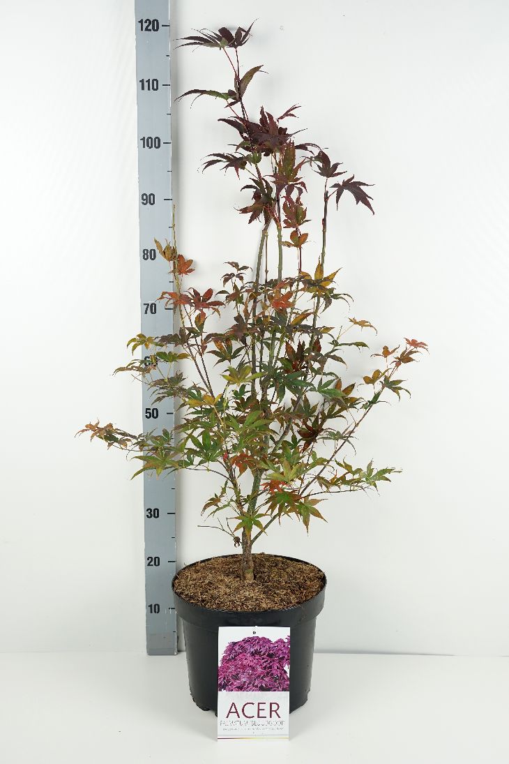 Japansk lönn Acer palmatum &