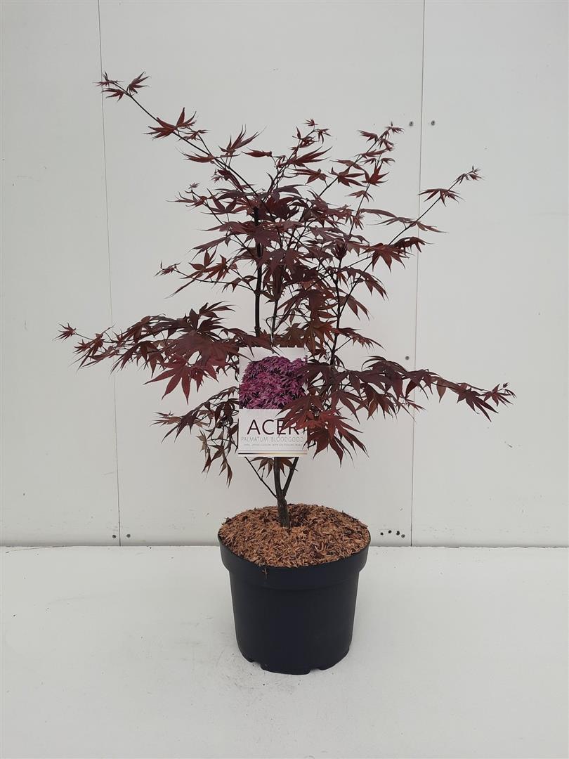 Acer palmatum &