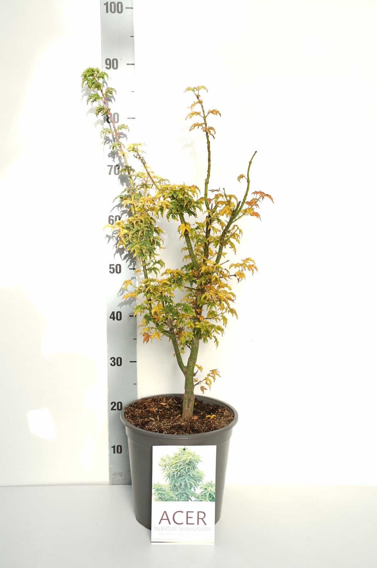 Acer palmatum &