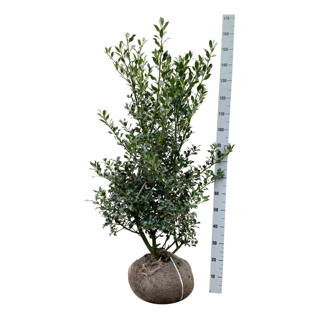Ilex aquifolium &