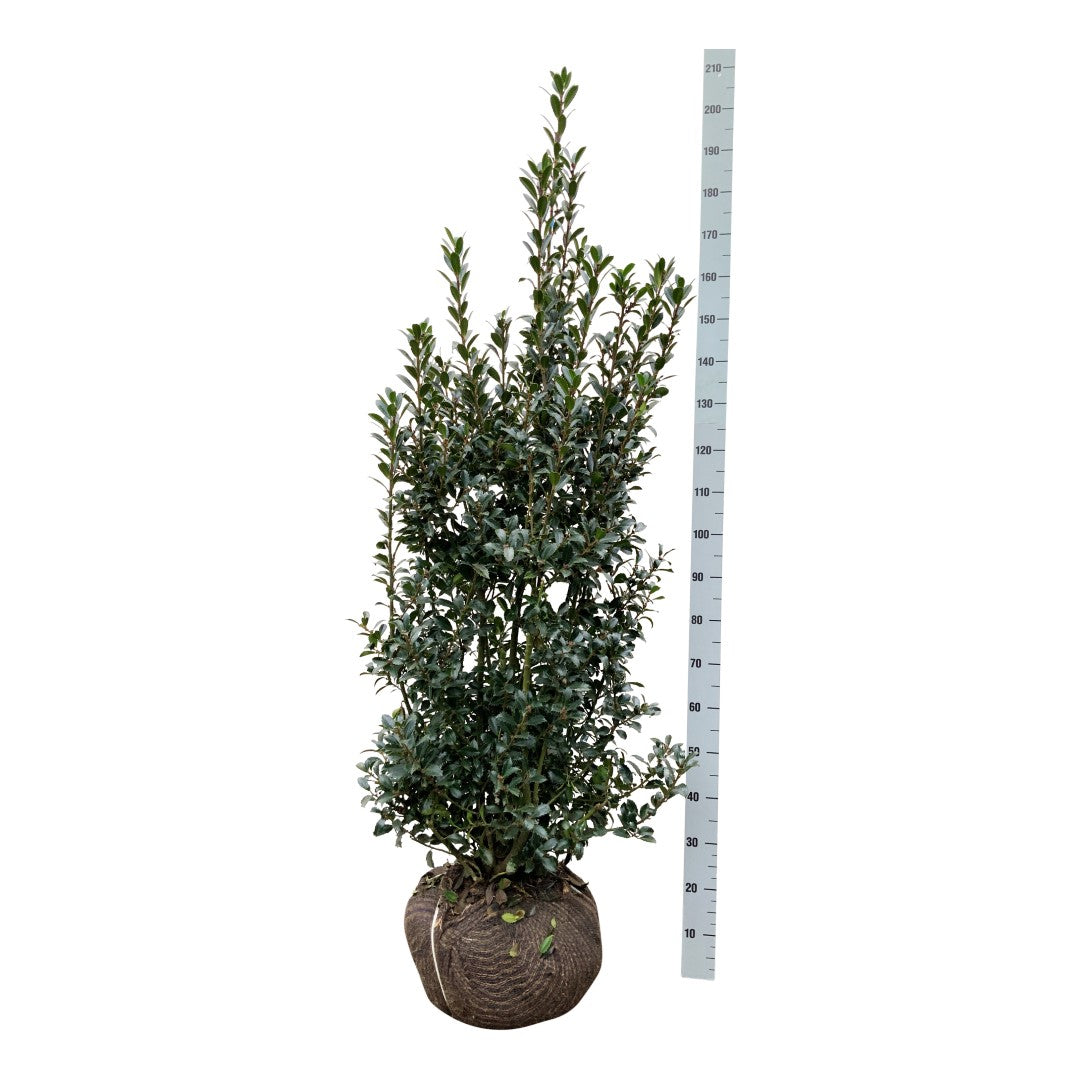 Ilex meserveae &