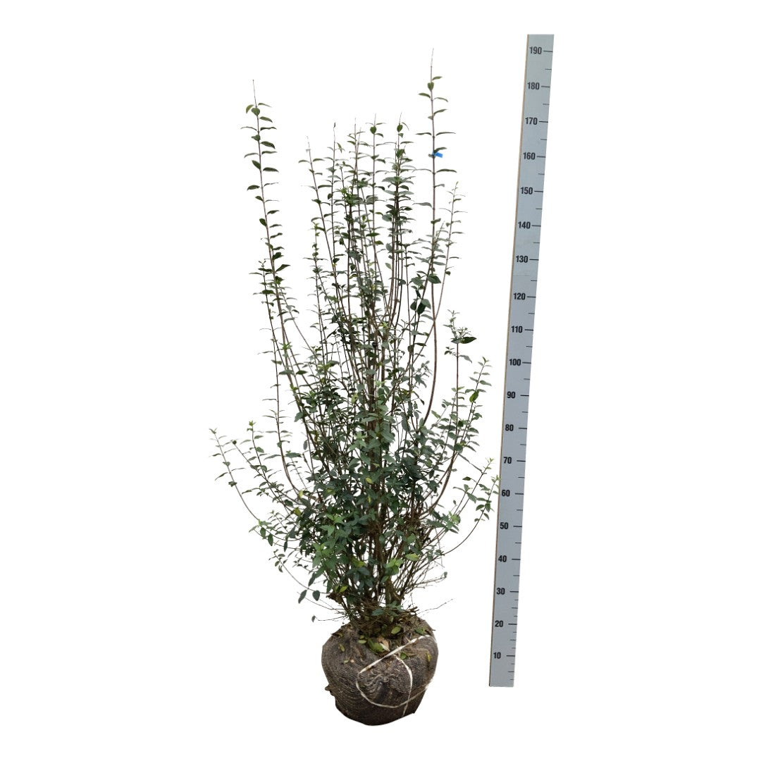 Ligustrum vulg. &