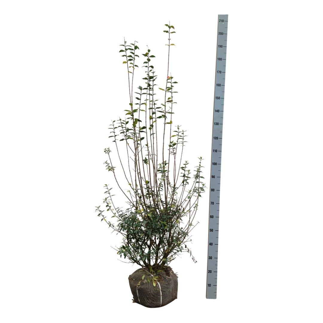 Ligustrum vulg. &