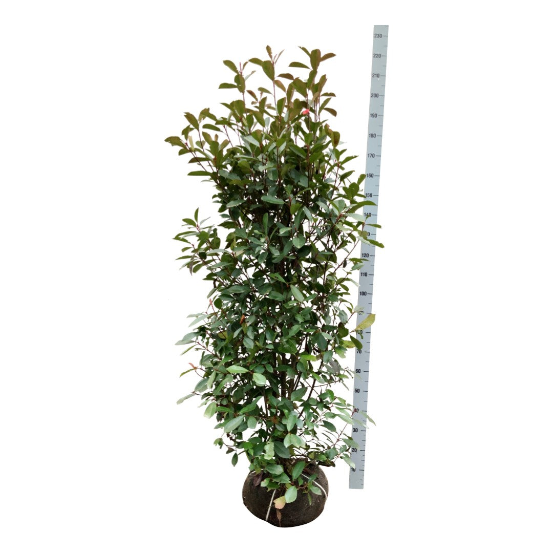 Photinia fraseri &