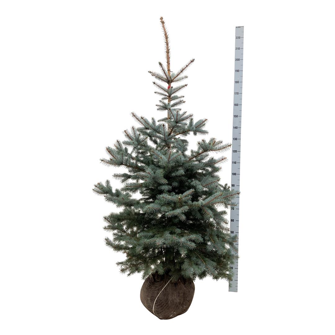 Picea pungens &