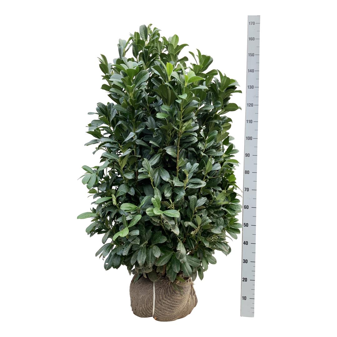 Prunus laurocerasus &