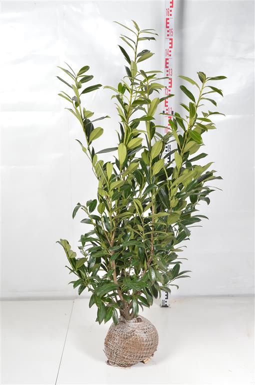 Prunus laurocerasus &
