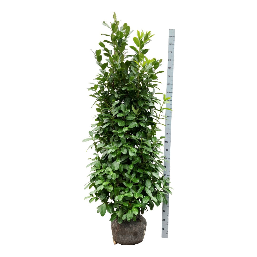 Prunus laurocerasus &