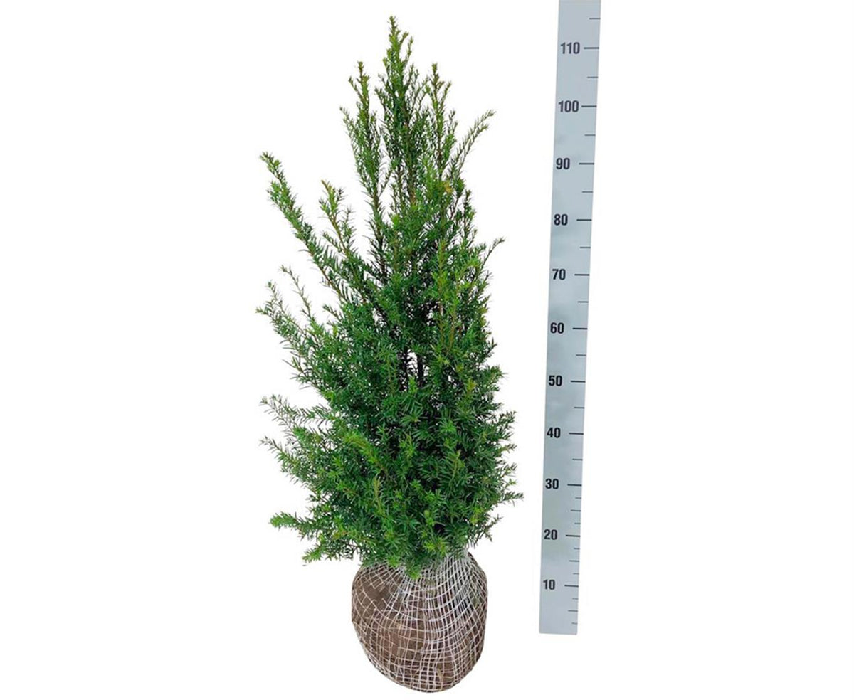 Taxus baccata C5 (5 liters kruka) 60-80 cm
