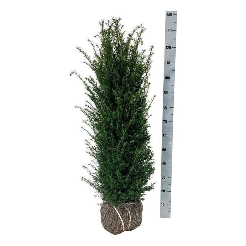 Taxus baccata 100-120 cm med rotklump