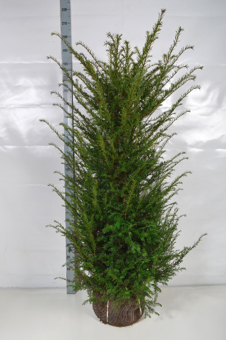 Taxus baccata 140-160 cm rotklump