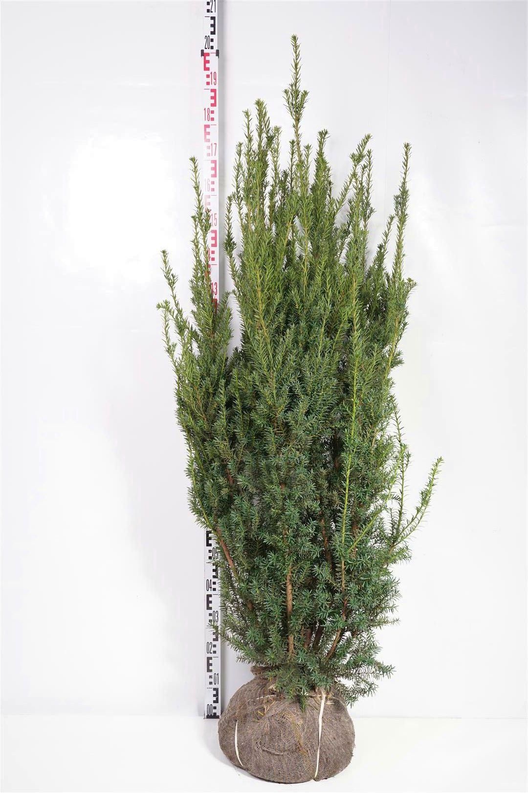 Taxus media &
