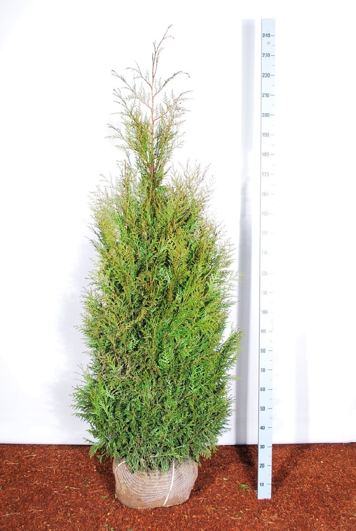 Thuja plicata &