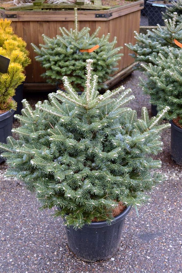 Abies koreana &