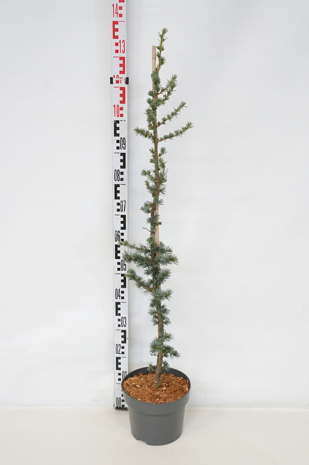 Cedrus lib. &