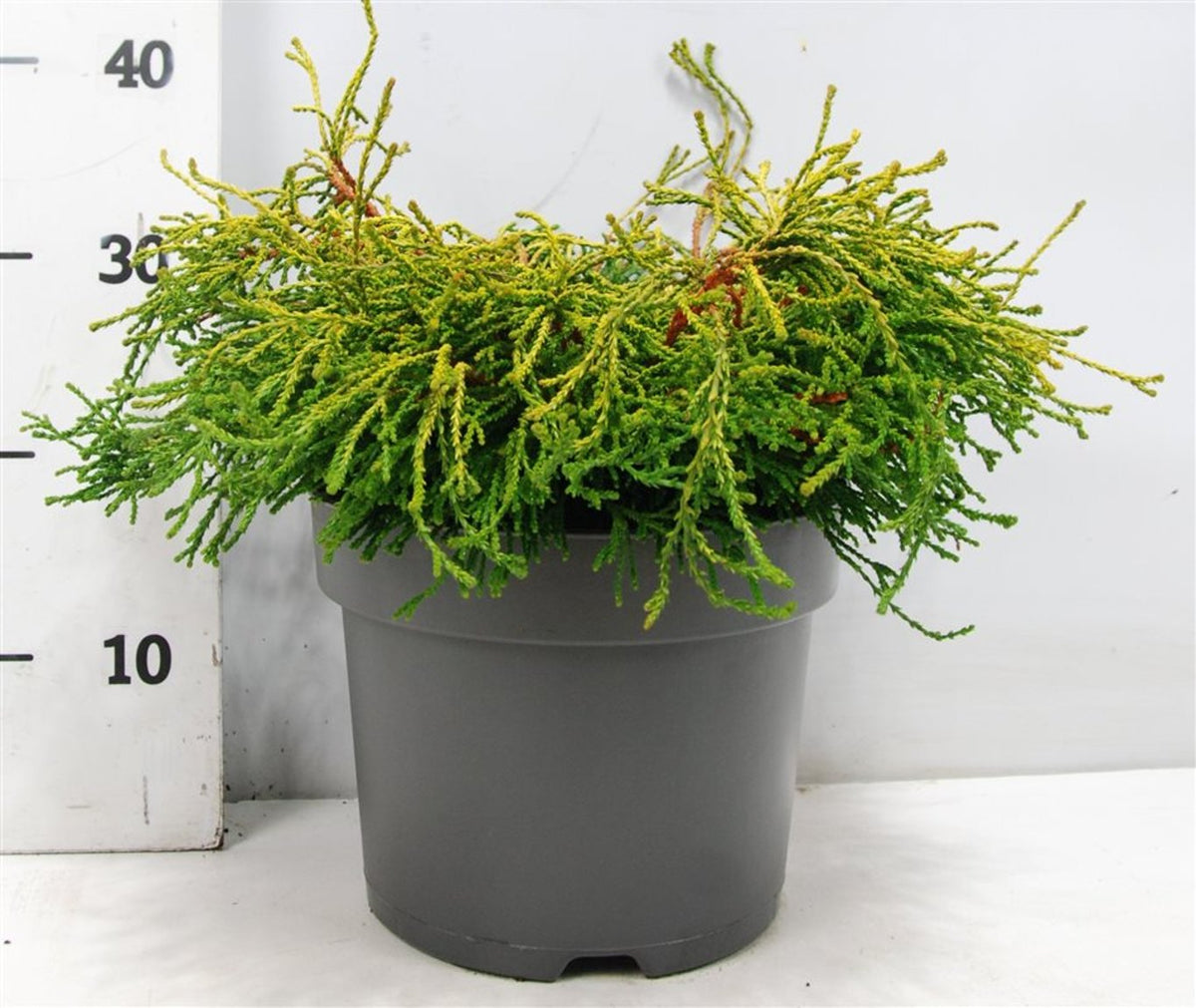 Chamaecyparis obtusa &