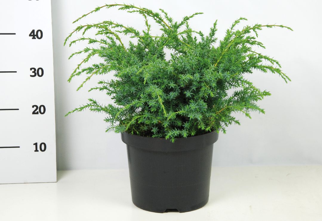 Juniperus chin. &