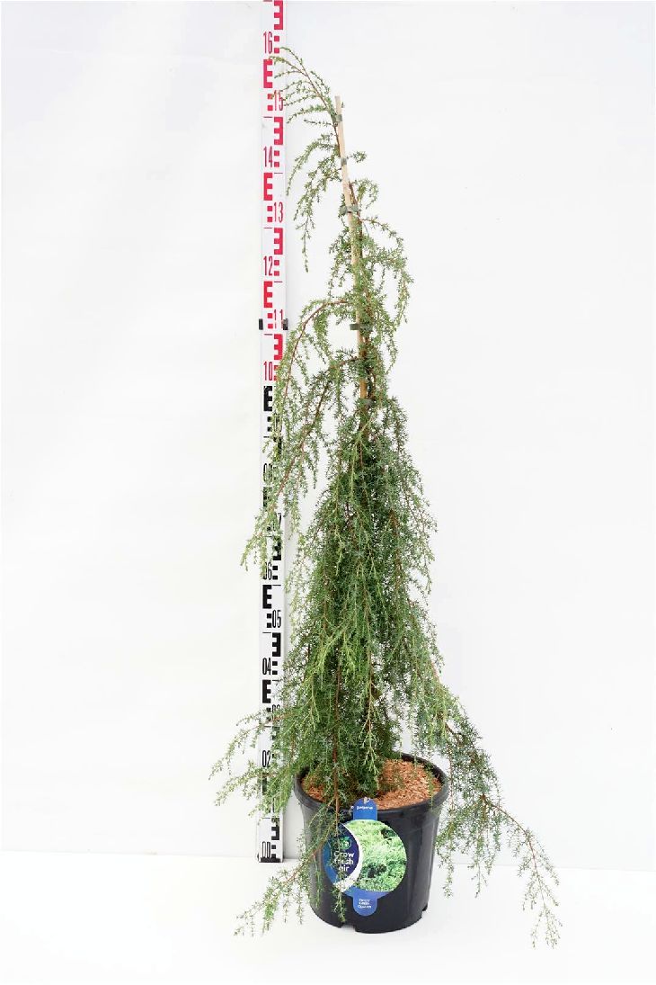 Juniperus communis &