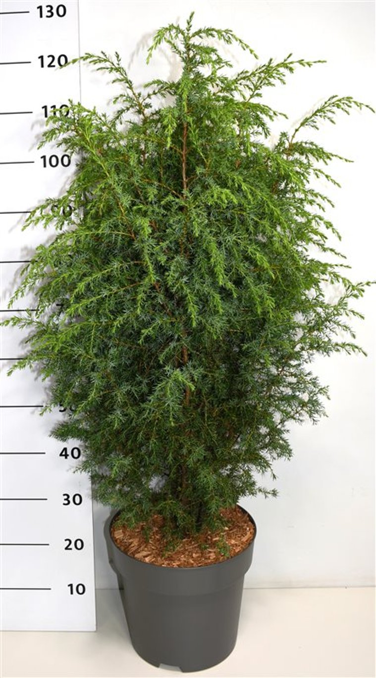 Juniperus communis &