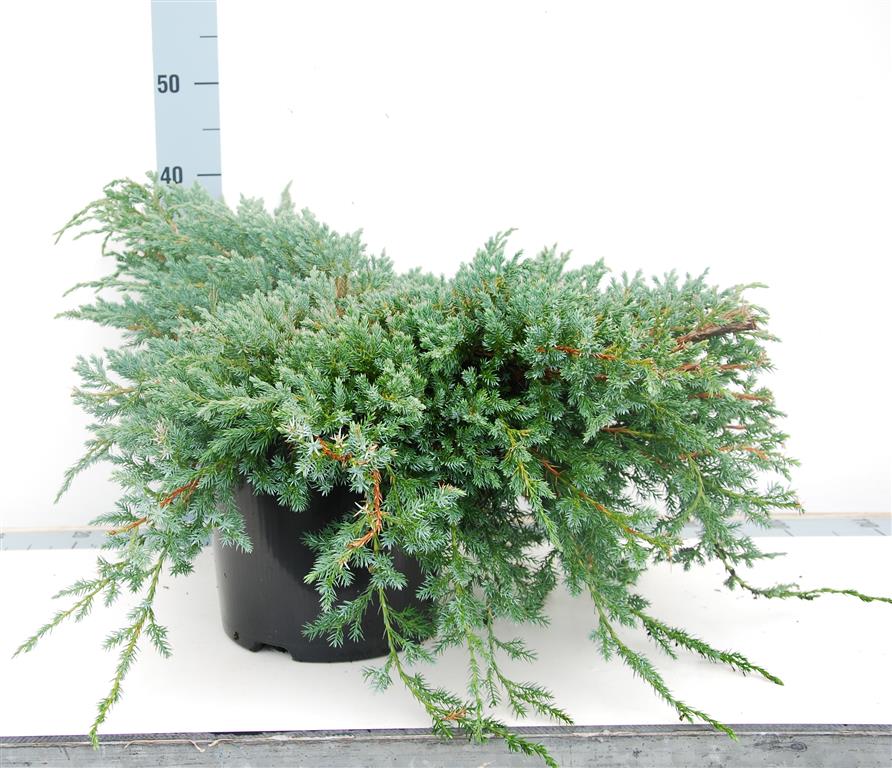 Juniperus squamata &