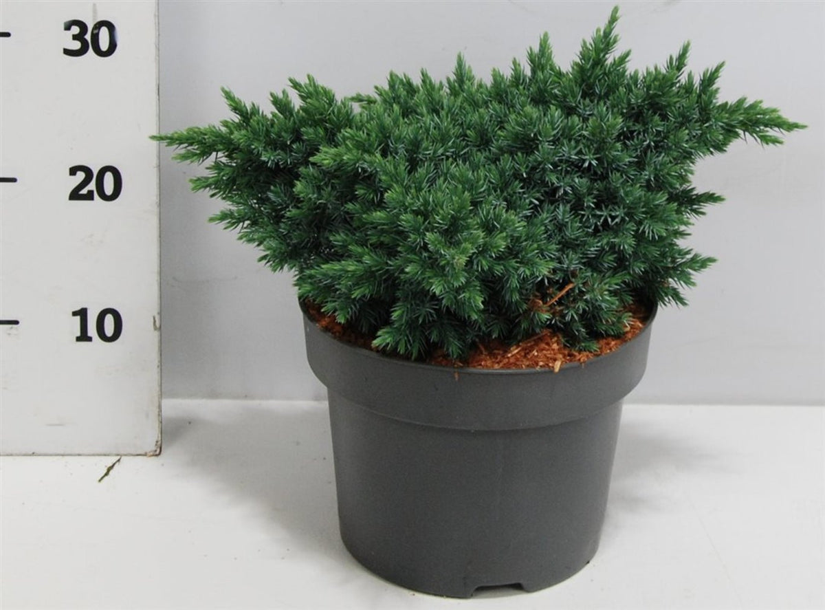 Juniperus squamata &