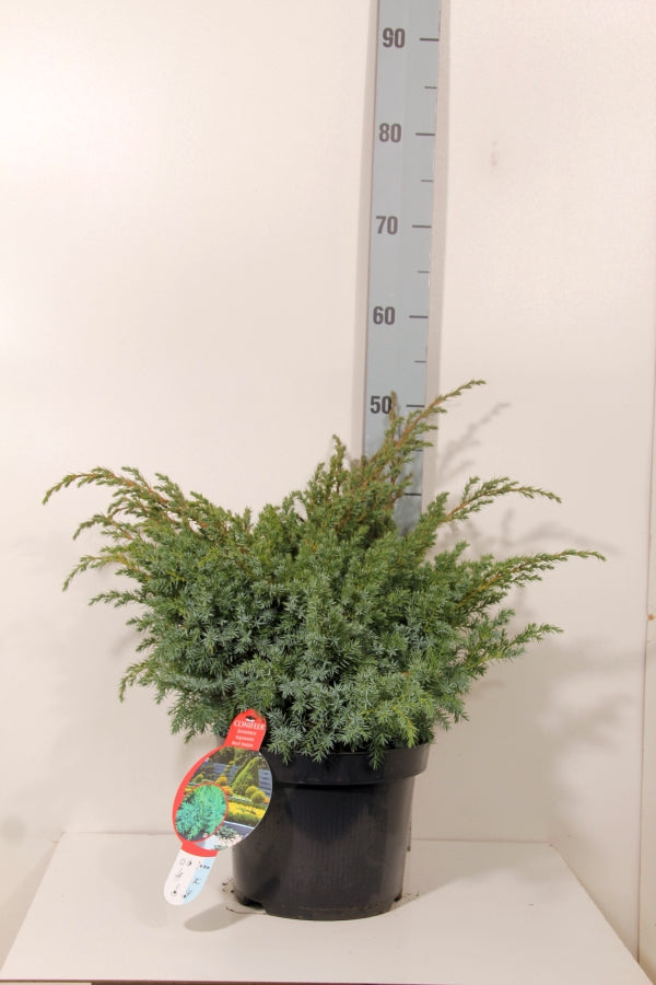 Juniperus squamata &
