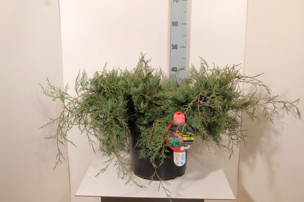 Juniperus virg. &