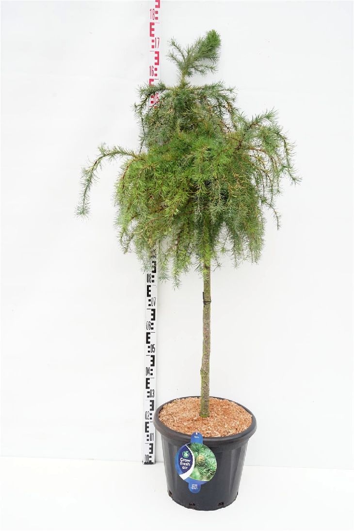 Larix dec. &