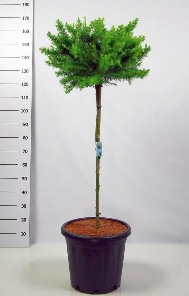 Larix laricina &