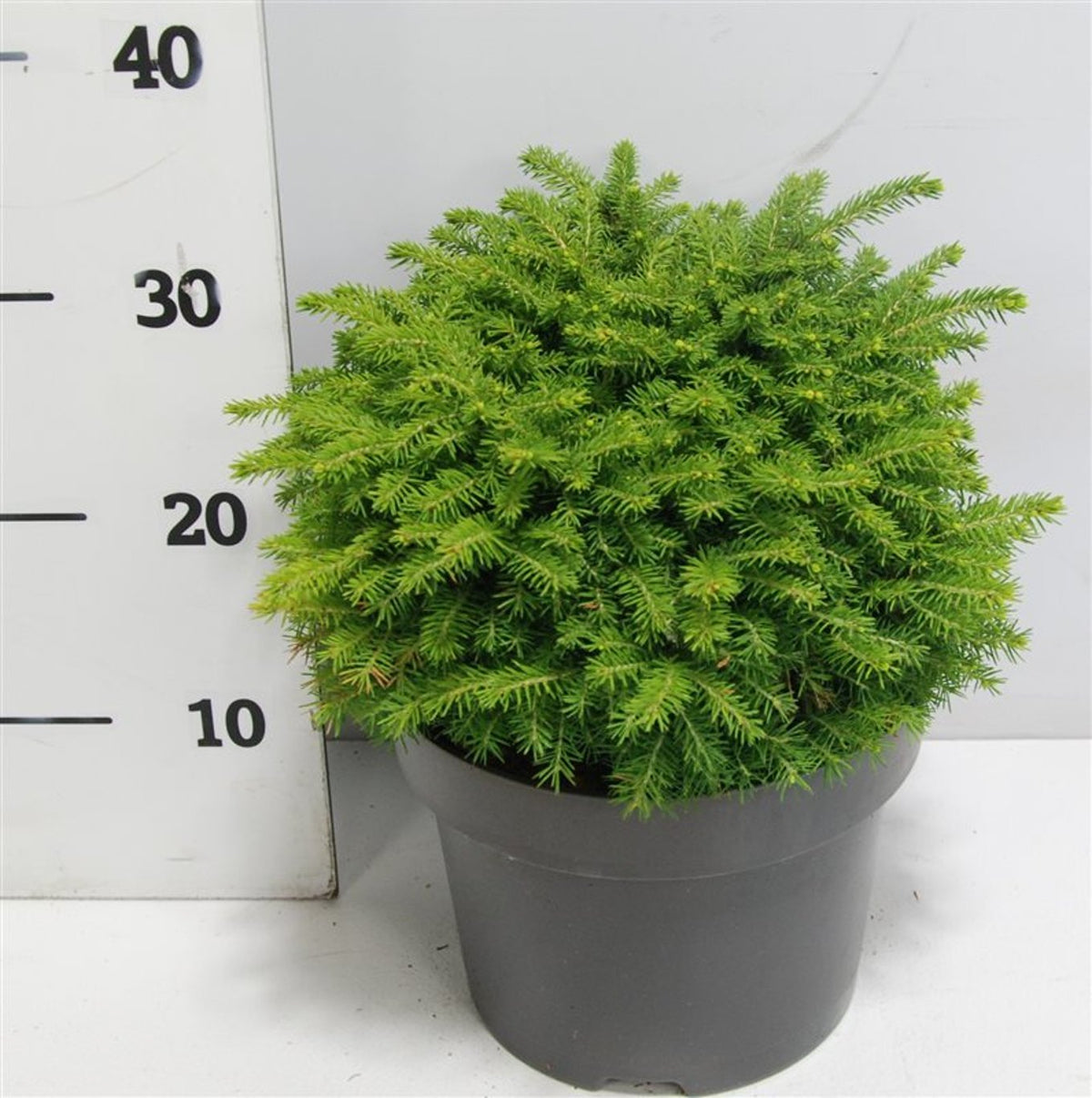 Picea abies &