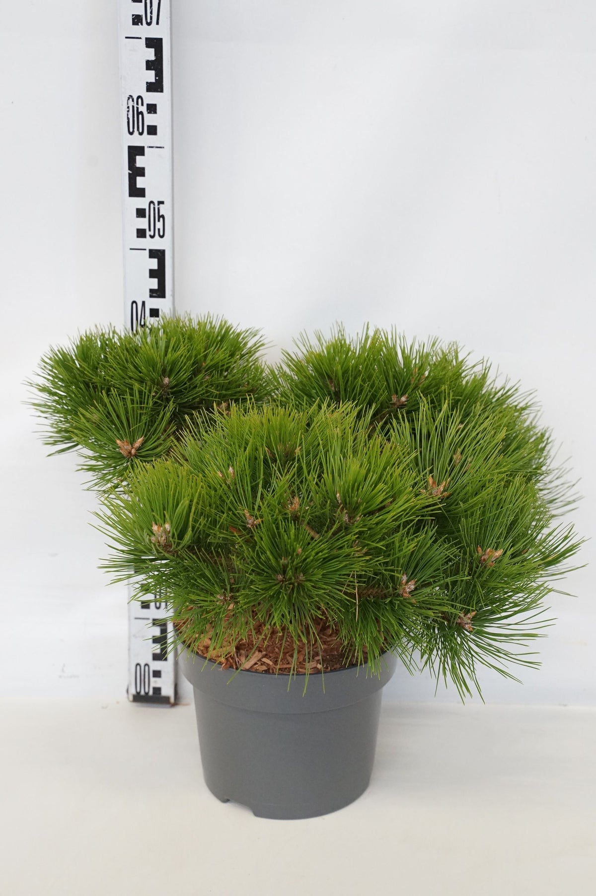 Pinus densiflora &