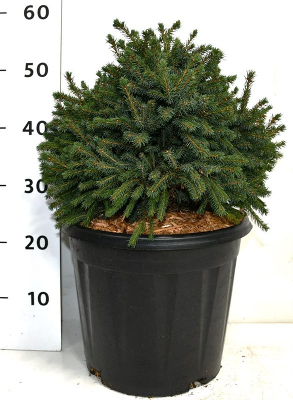 TW-2791425