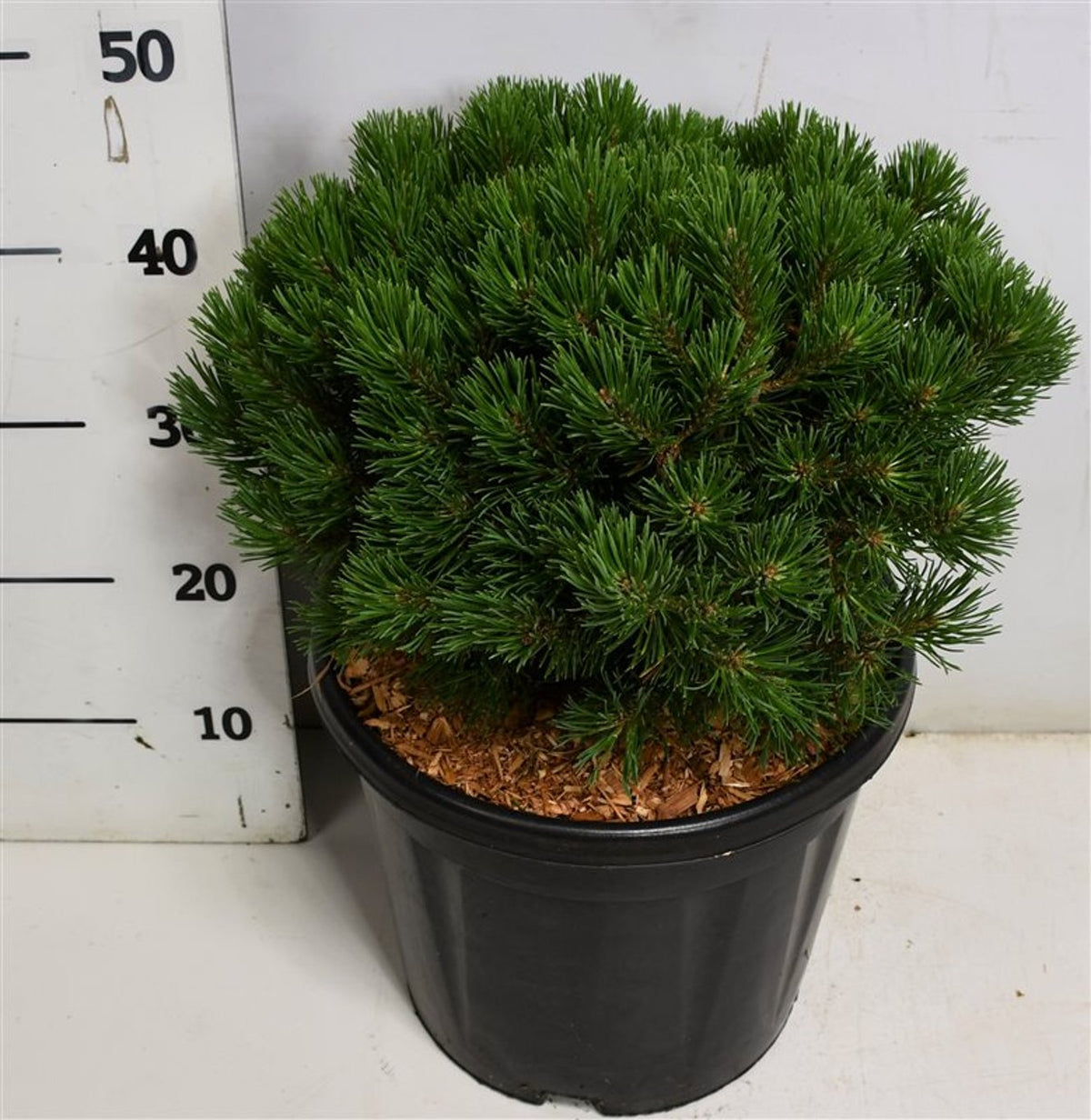 Pinus mugo &