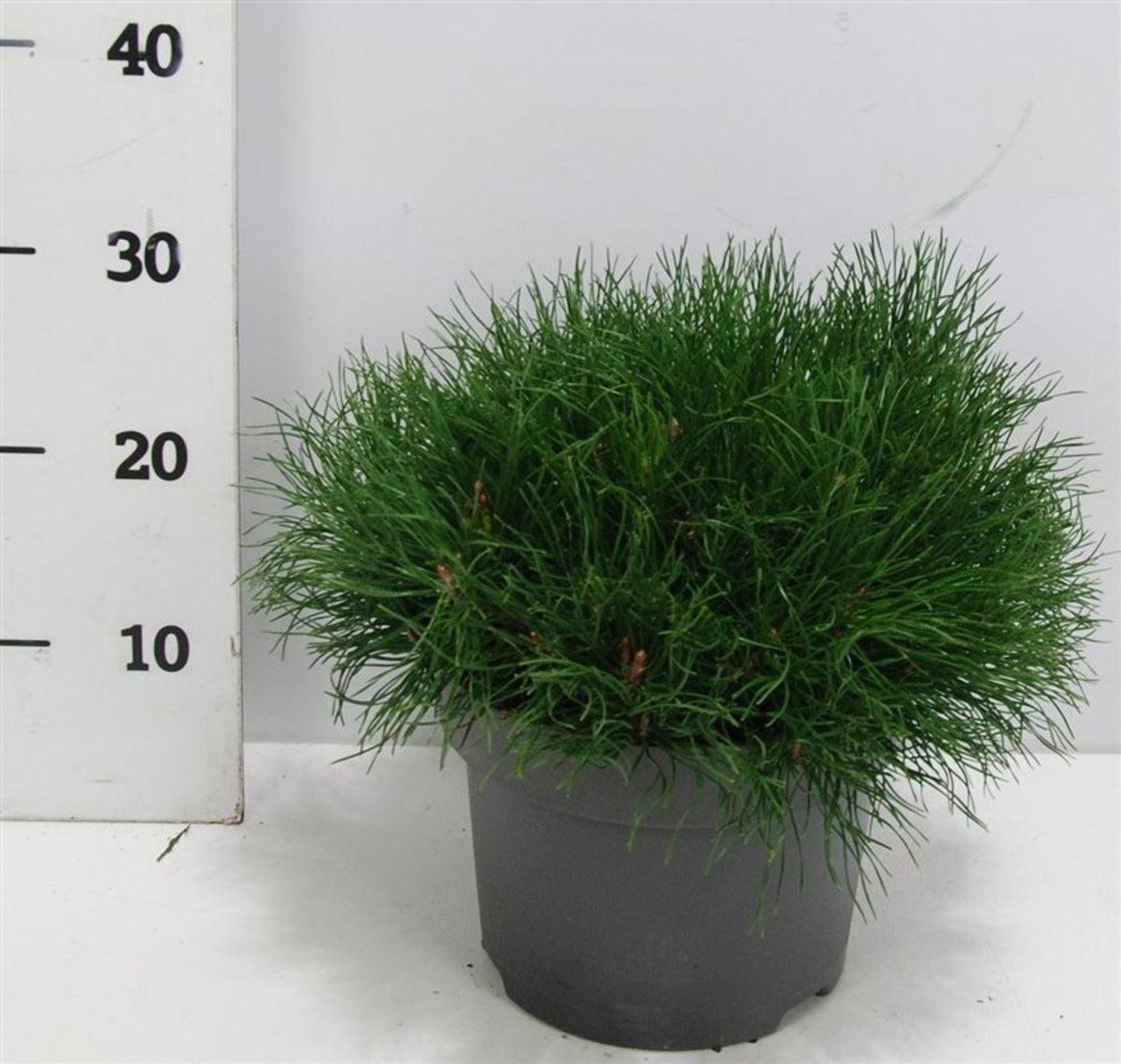 Pinus mugo mugo 30-40 cm C5 (5 liters kruka)